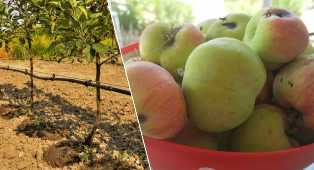 82-річний агроном показав, чим обробити яблуні до бруньок: тільки так червʼяків не буде весь сезон 