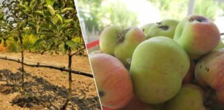 Чим обробити яблуні від черв'яків у плодах