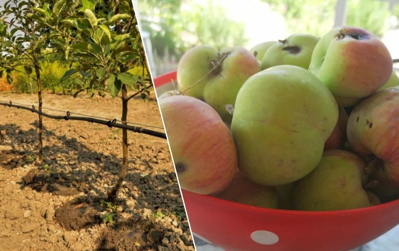 Чим обробити яблуні від черв'яків у плодах