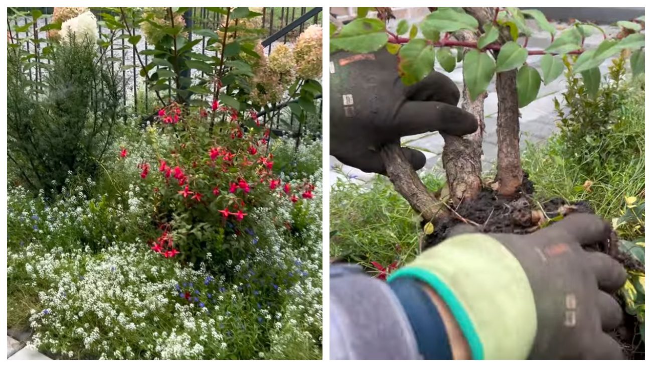 Садівники назвали квіти, які цвітуть все літо