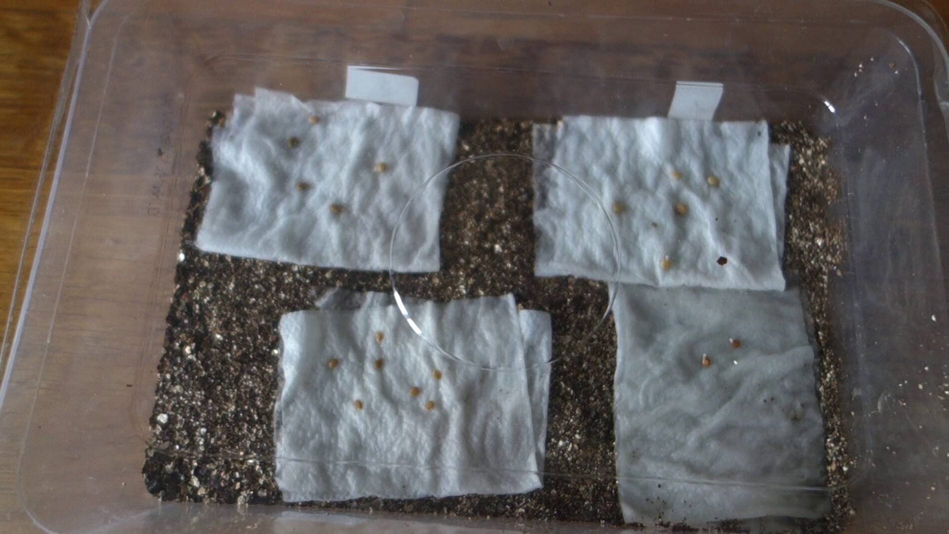 Як пророщувати насіння на розсаду в бинті