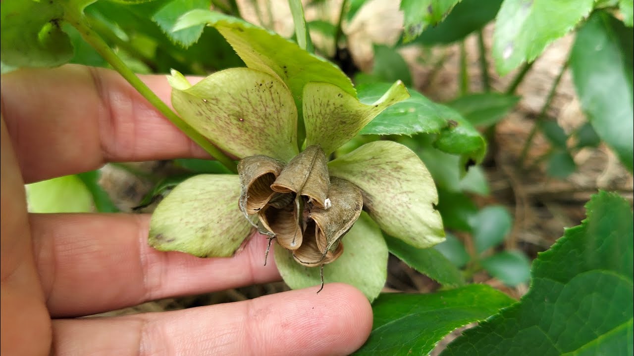 Садівники назвали рослину, яка починає цвісти ще в лютому та радує око довго – назва красивої квітки