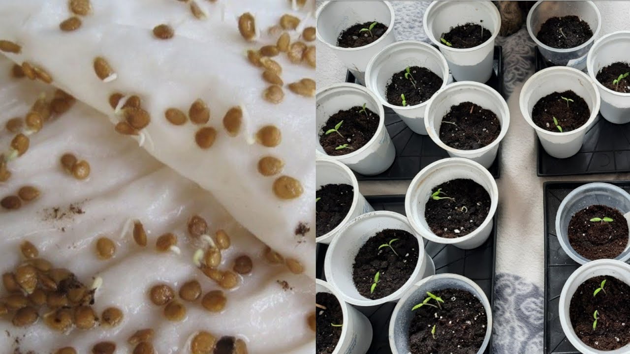 Садівники розповіли, як пророщувати насіння болгарського перцю, аби врожай був високим