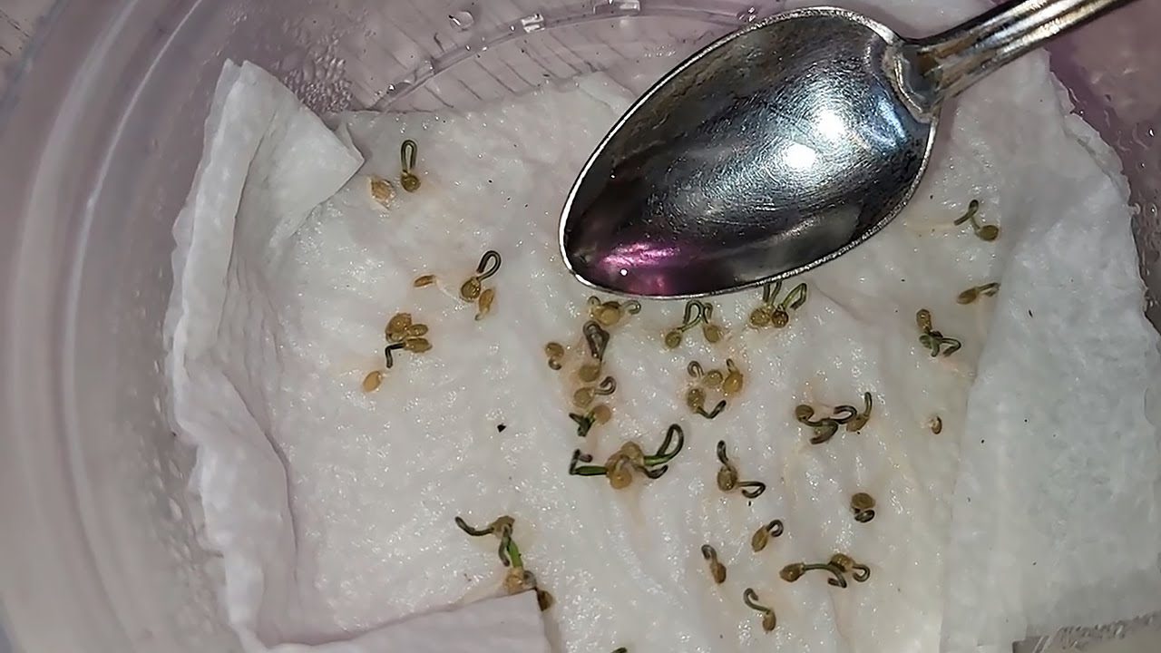 Садівники розповіли, як пророщувати насіння болгарського перцю, аби врожай був високим