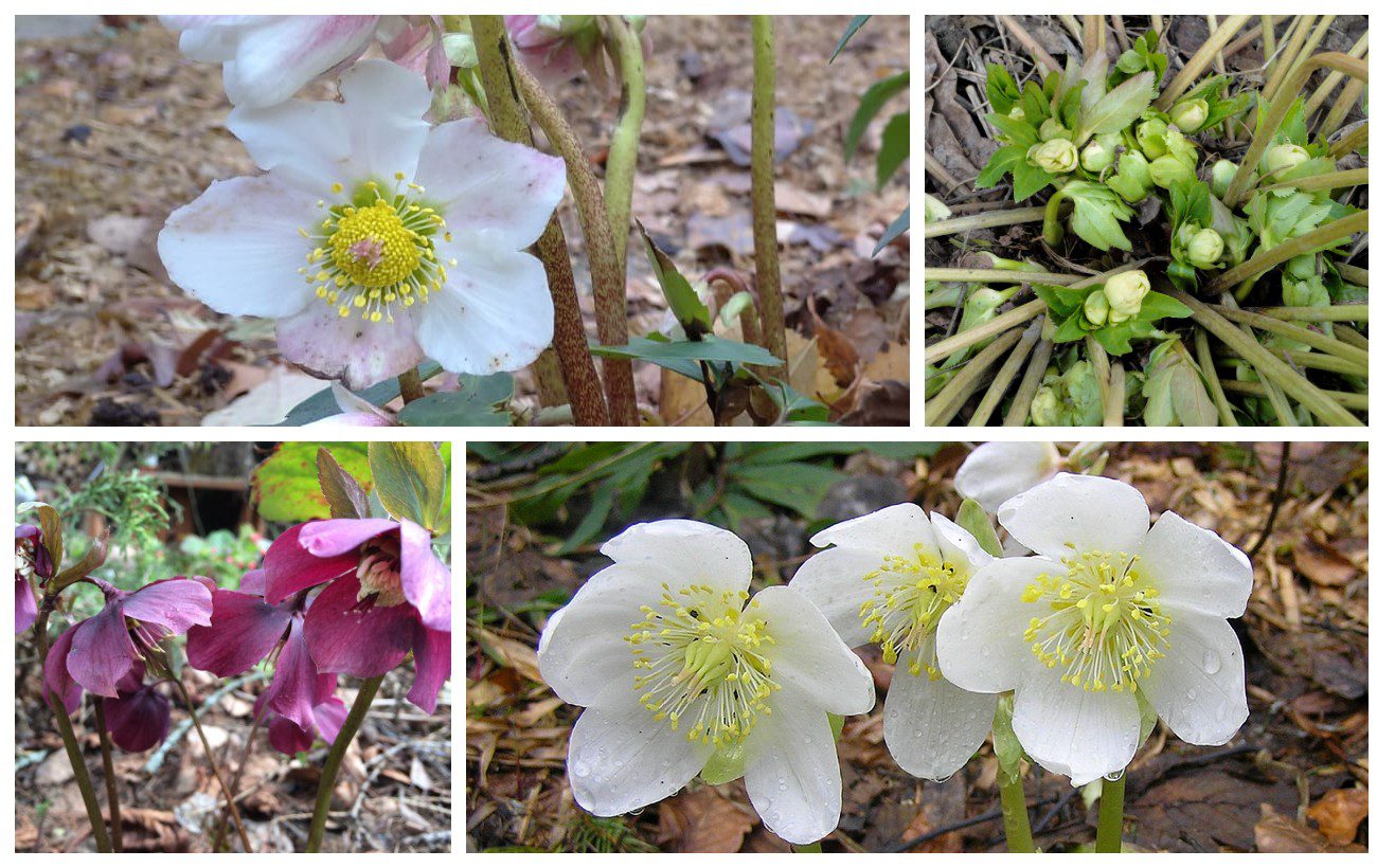 Яка рослина розквітає в лютому