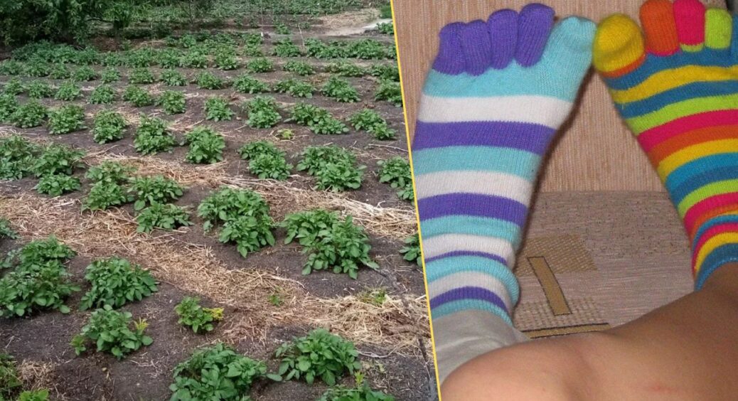 Протерті шкарпетки з дірками тепер не викидаю: 4 несподівані способи застосувати їх у побуті та саду 