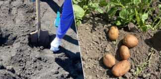 Агрономи розповіли, як посадити картоплю, щоб зібрати подвійний врожай