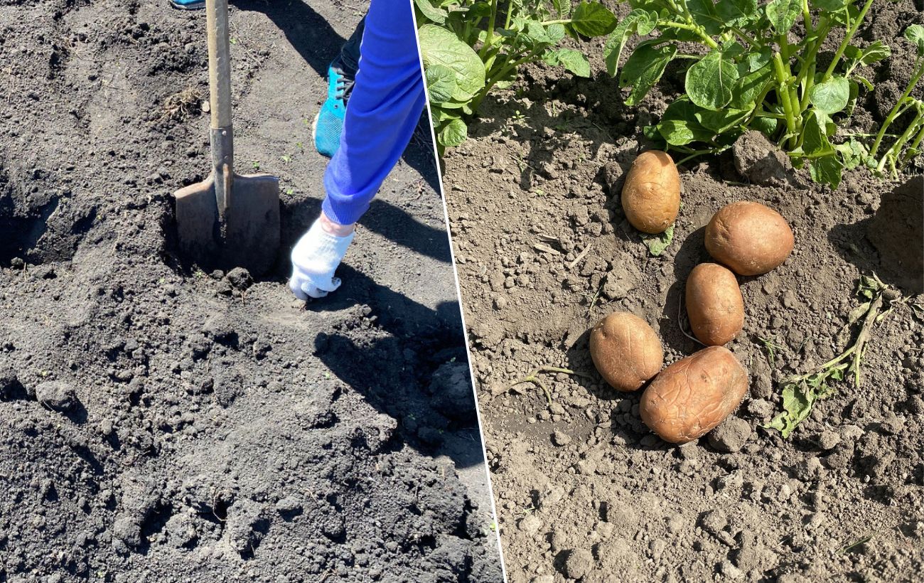 Як садити картоплю, аби росла рівномірно