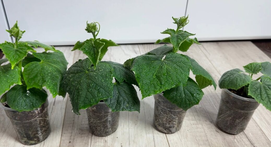 Ось він — ідеальний день для висівання розсади огірків: 1 проста формула “подарувала” мені тонни врожаю 