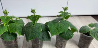 Городники розповіли, коли і як у цьому сезоні сіяти огірки на розсаду 