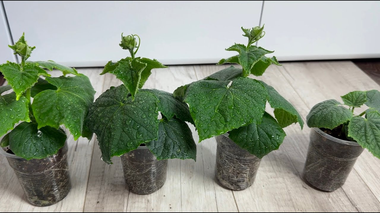 Городники розповіли, яка проста обробка огірків допоможе значно покращити їхню врожайність