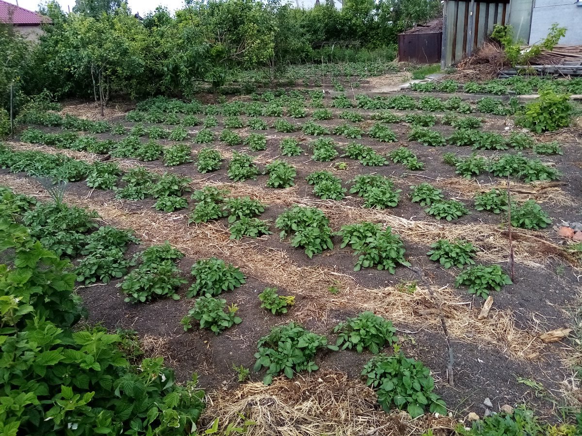 Експерти розповіли, що робити в саду та на городі 27 лютого згідно з місячним календарем