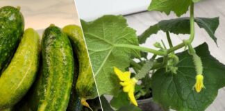 Як правильно поливати огірки для врожайності