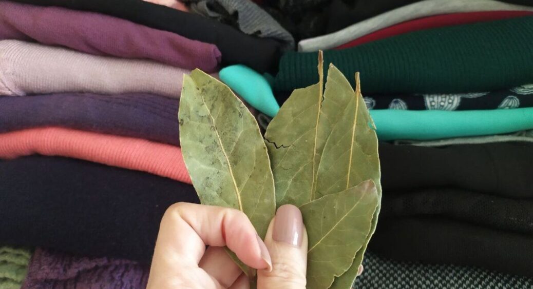 Кладу лавровий лист у шафу, але не для запаху: 1 дія, і результат здивував навіть свекруху-скептика 