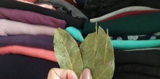 Навіщо класти лавровий лист у шафу