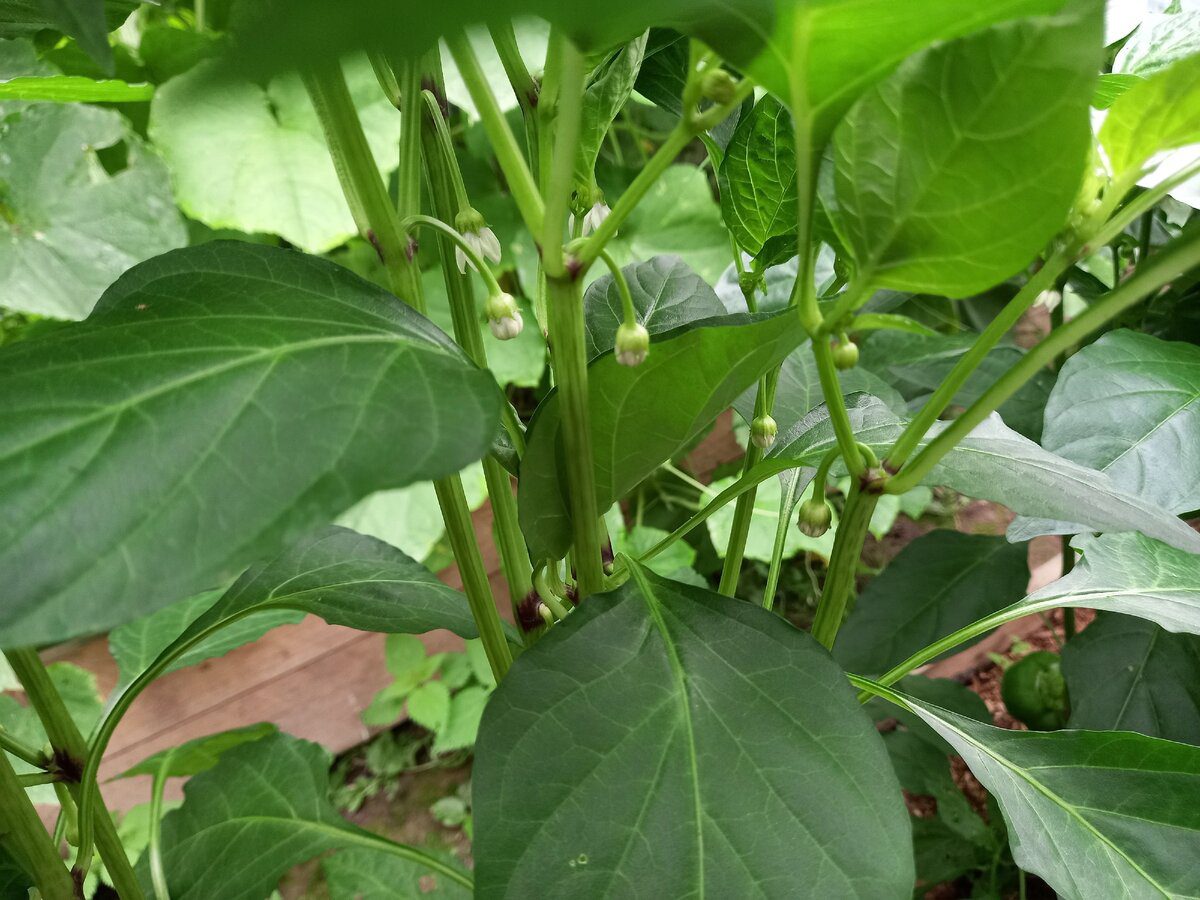 Городники пояснили, як покращити врожайність болгарського перцю без витрат і клопоту