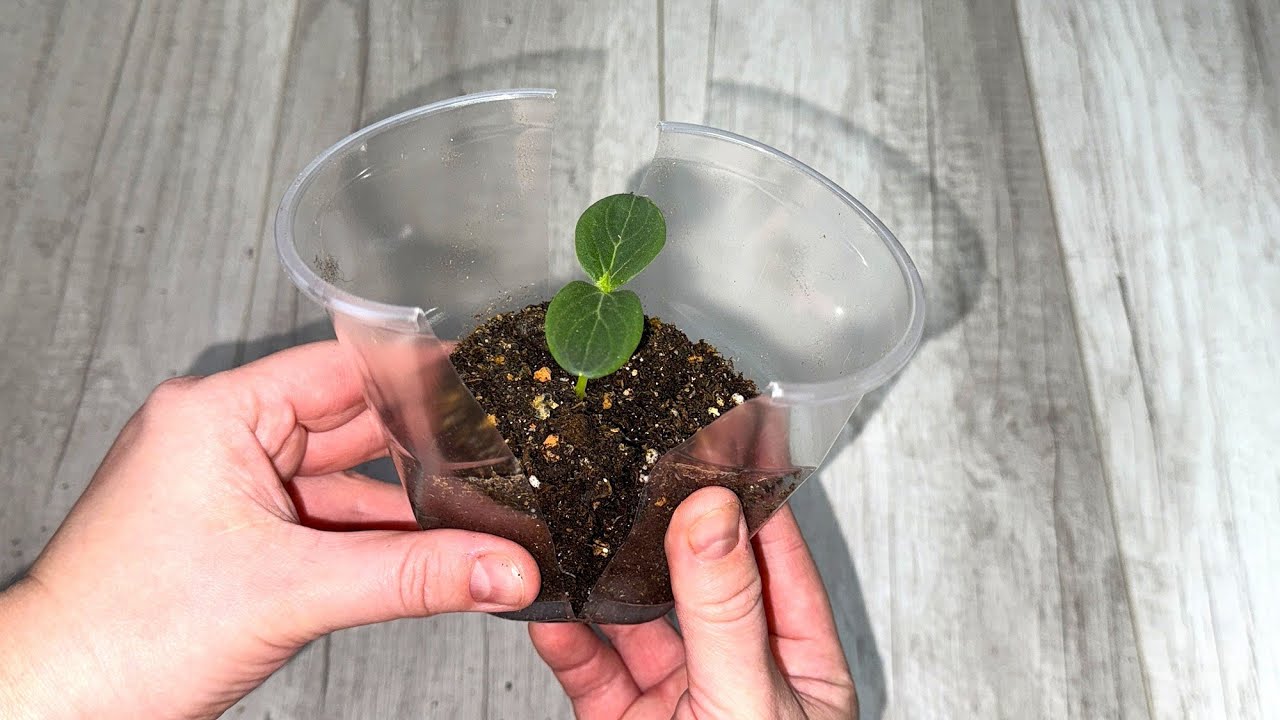 Експерти розповіли, як захистити розсаду огірків від витягування, аби не витрачатись на лампу