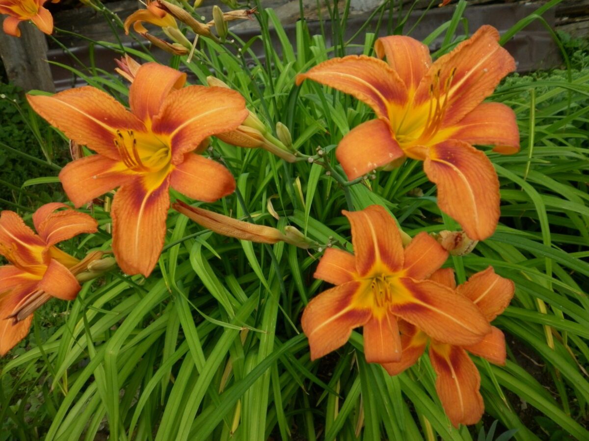 Садівники розповіли, яку багаторічну рослину посадити на власній ділянці для краси без клопоту