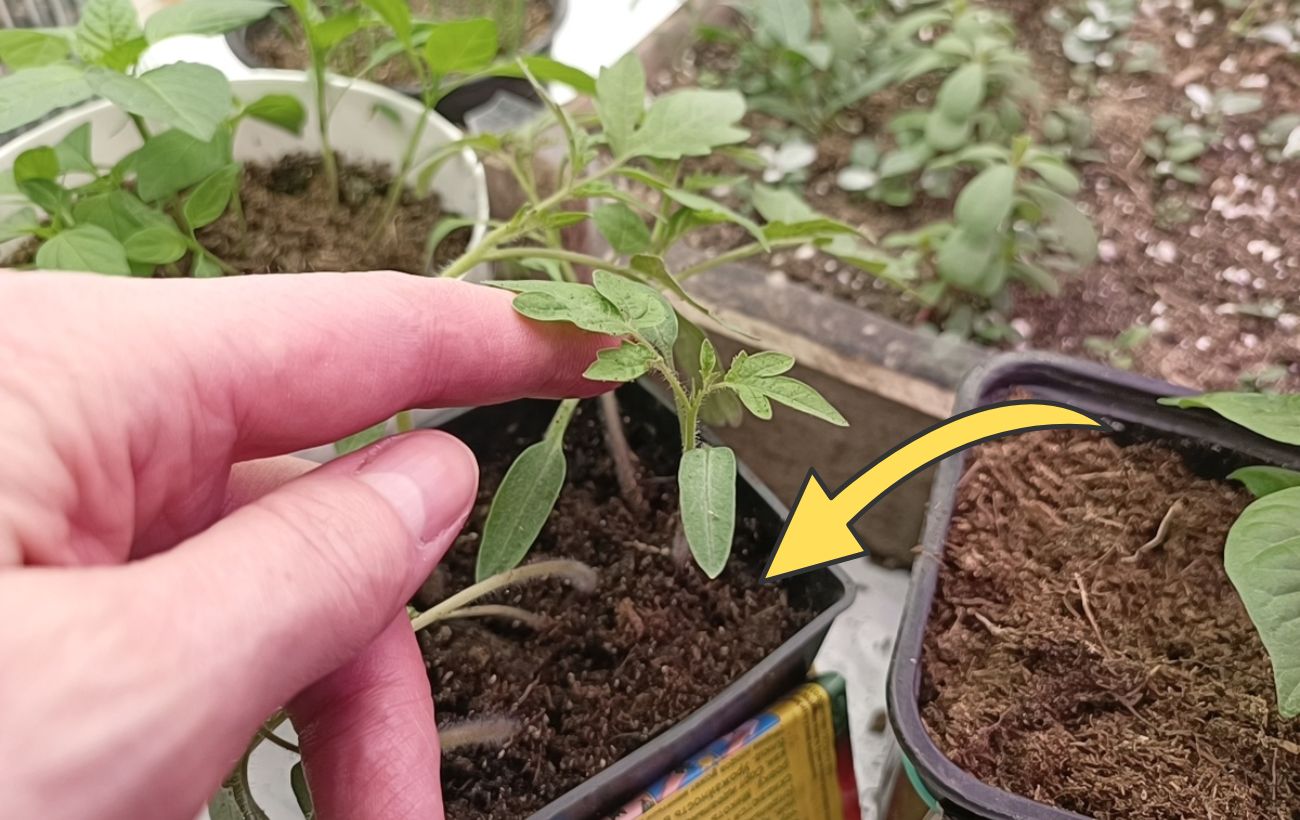 Як змусити розсаду рости та розвиватись