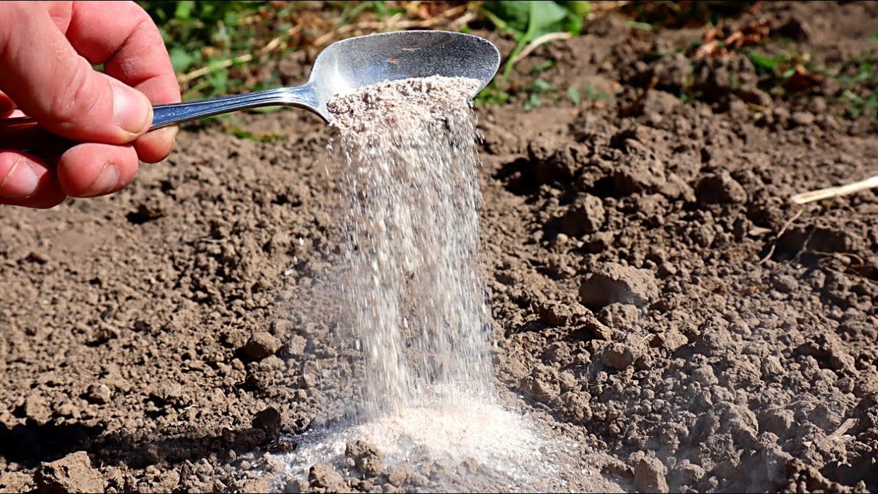 Городники порадили, яке добриво внести у ґрунт для покращення його структури наприкінці лютого