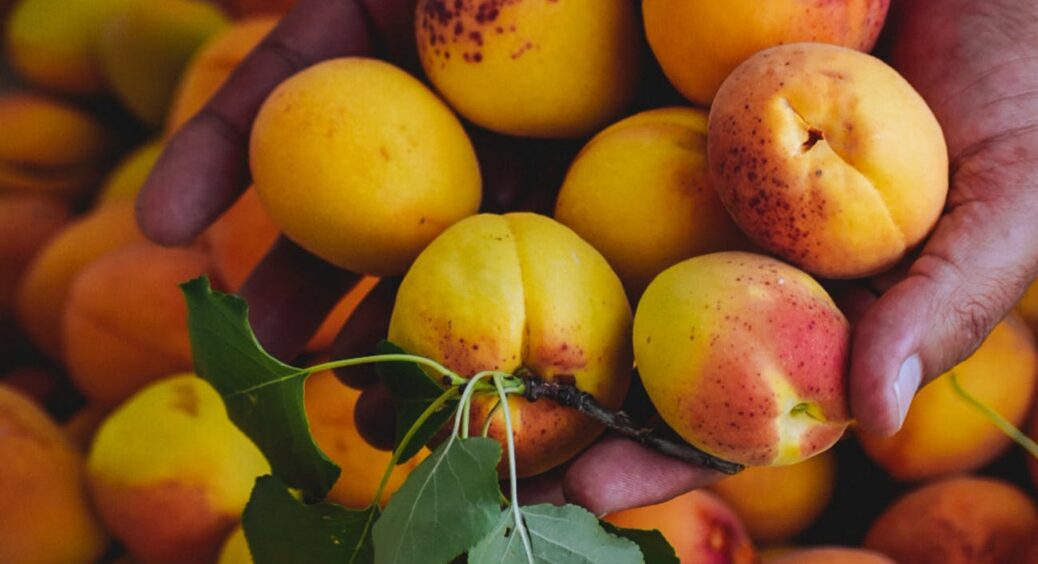 Абрикос “родить” 1 раз у 2 роки, але не в мене: 3 обов’язкові підживлення, аби збирати врожай щороку 