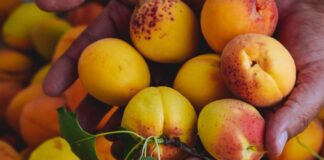 Садівники розповіли про обов'язкові обробки абрикоса заради щорічного врожаю