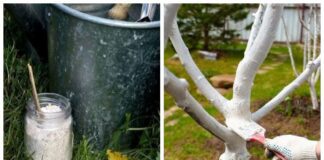 Садівники розповіли, як зробити ідеальну побілку для дерев