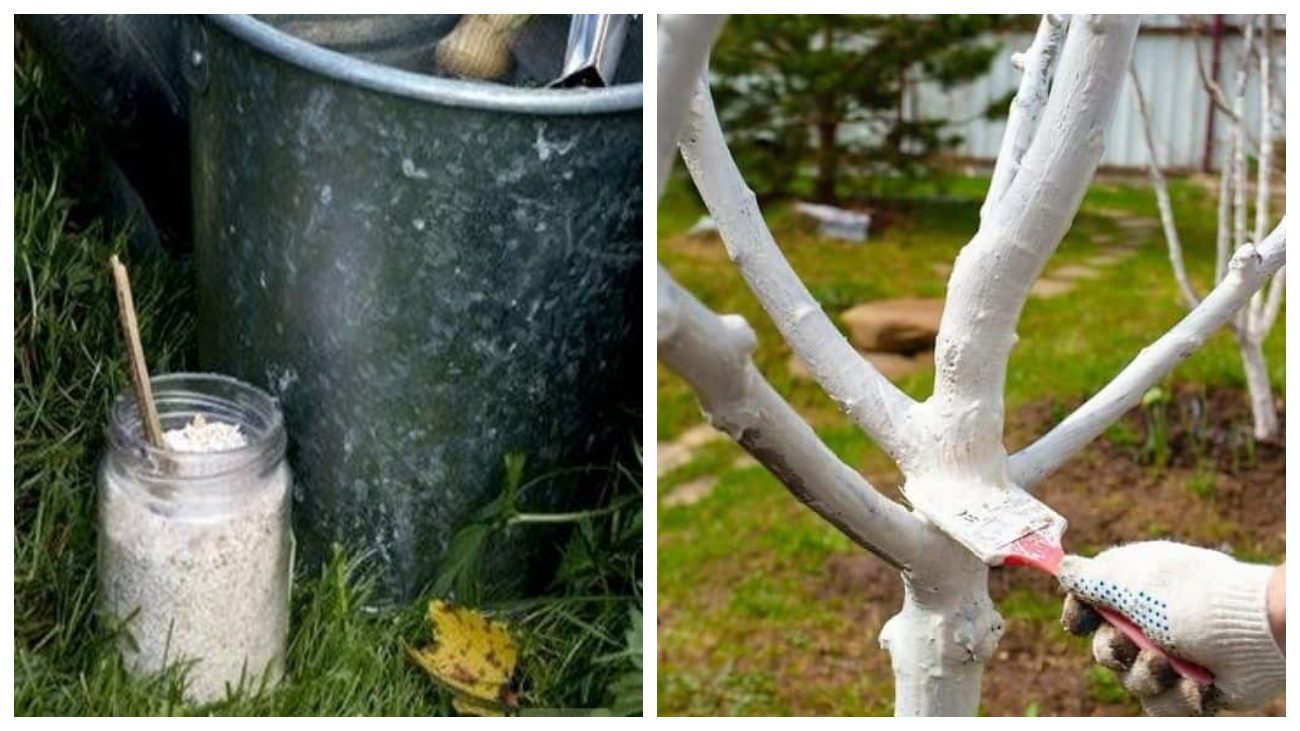 Садівники розповіли, як зробити ідеальну побілку для дерев