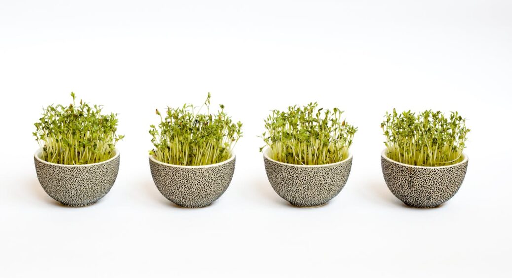 Мої підвіконня тепер без зайвого безладу: насіння проростає без ґрунту, завдяки 1 простому порошку 