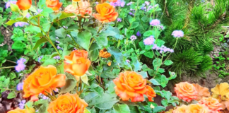 Садівники порадили 4 рослини-супутниці троянд