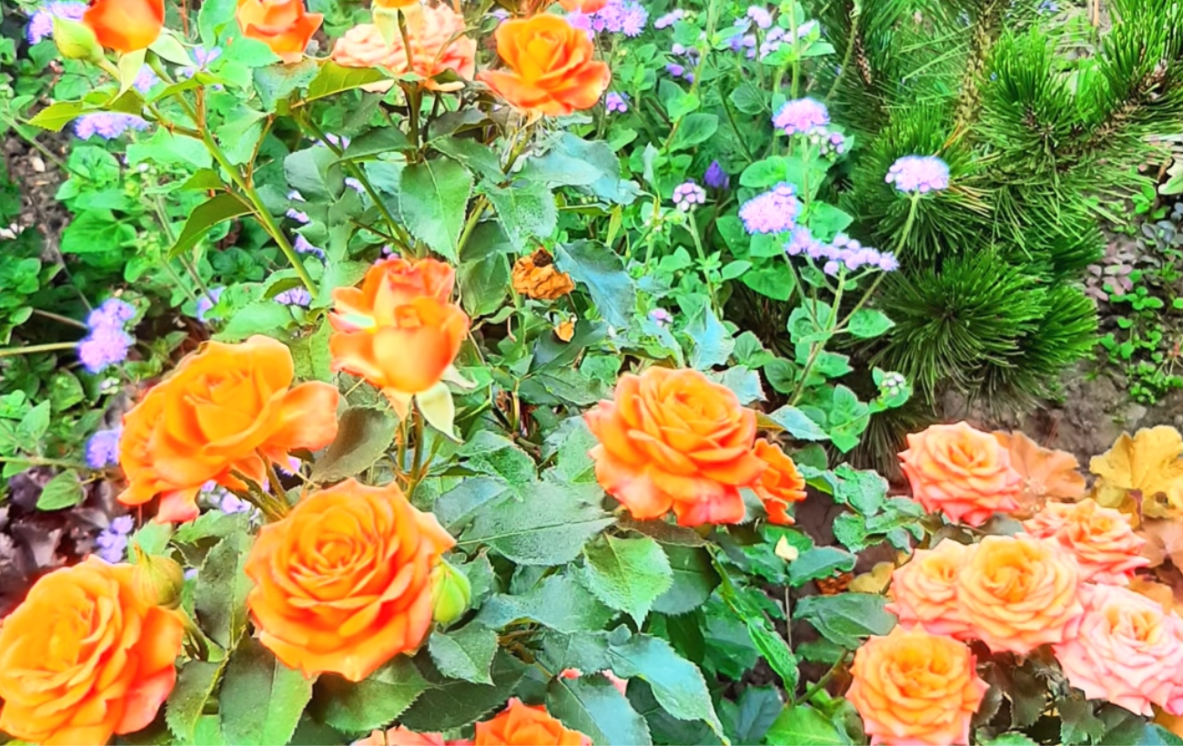 Садівники порадили 4 рослини-супутниці троянд