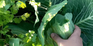 Городники порадили найурожайніші сорти ранньої капусти