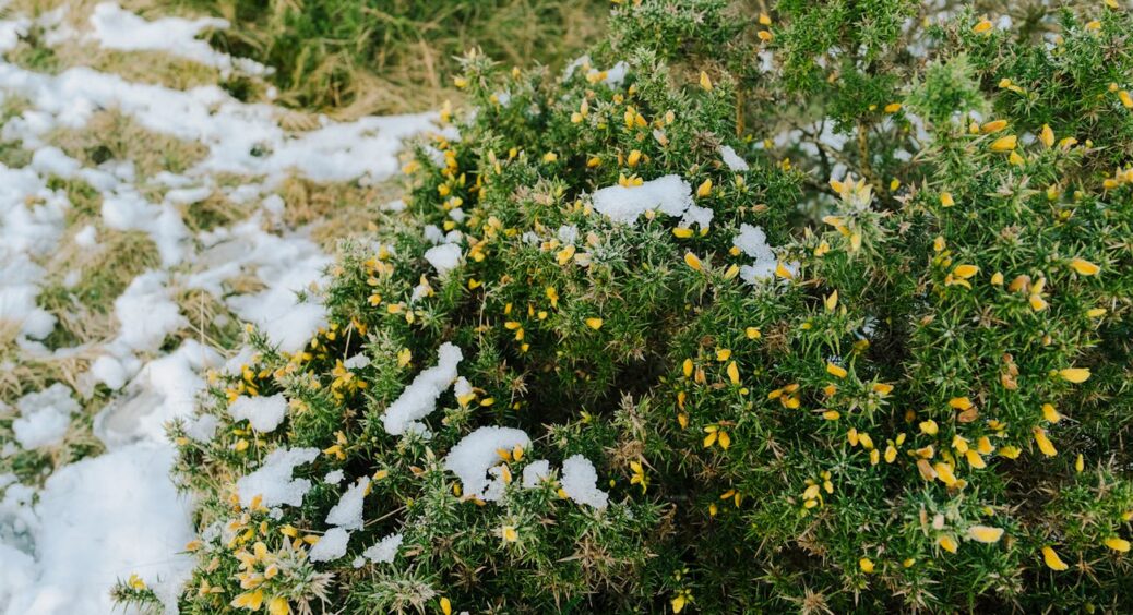 Купую квіти для своїх подруг, але попереджаю — 1 залишу собі: цвітіння цілий рік не знає слова “поділитися” 