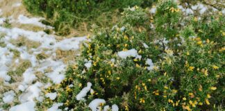 Квітникарі назвали квіти, які цвітуть цілорічно