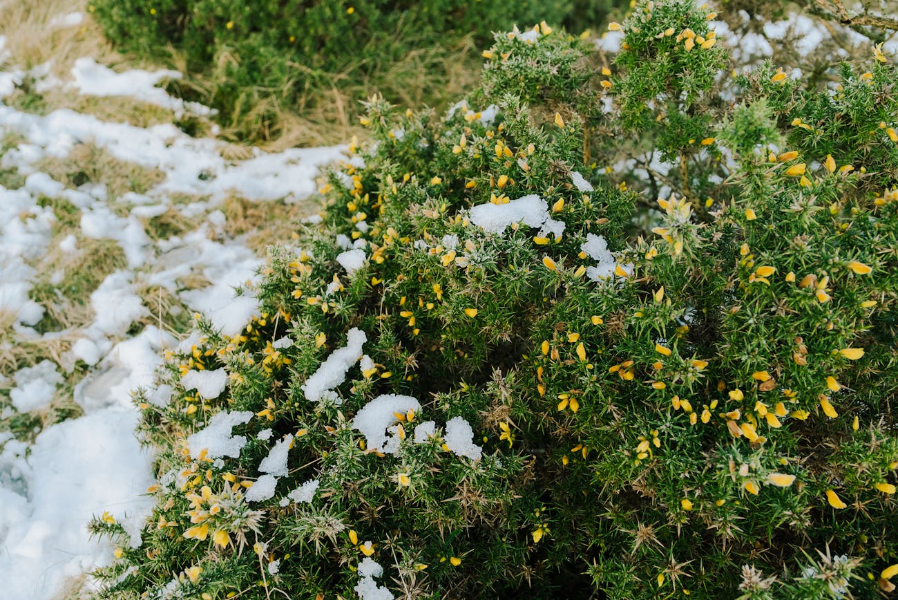 Квітникарі назвали квіти, які цвітуть цілорічно