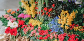 Садівники назвали квіти, які цвітуть все літо