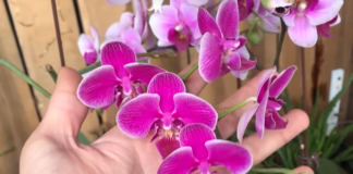 Квітникарі поділилися засобом для безперервного цвітіння орхідей