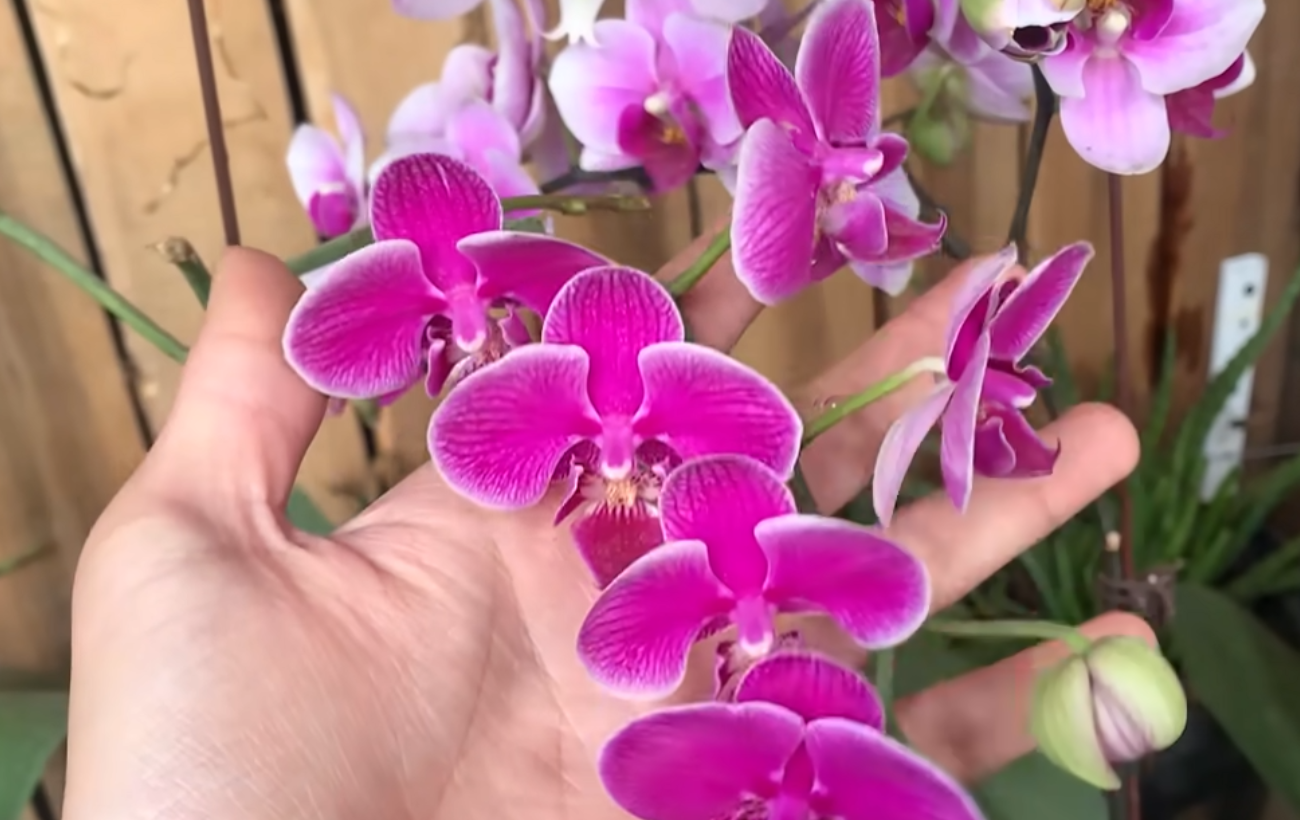 Квітникарі поділилися засобом для безперервного цвітіння орхідей