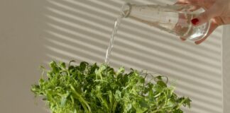 Городники розповіли, як правильно використовувати яєчну шкаралупу для підживлення