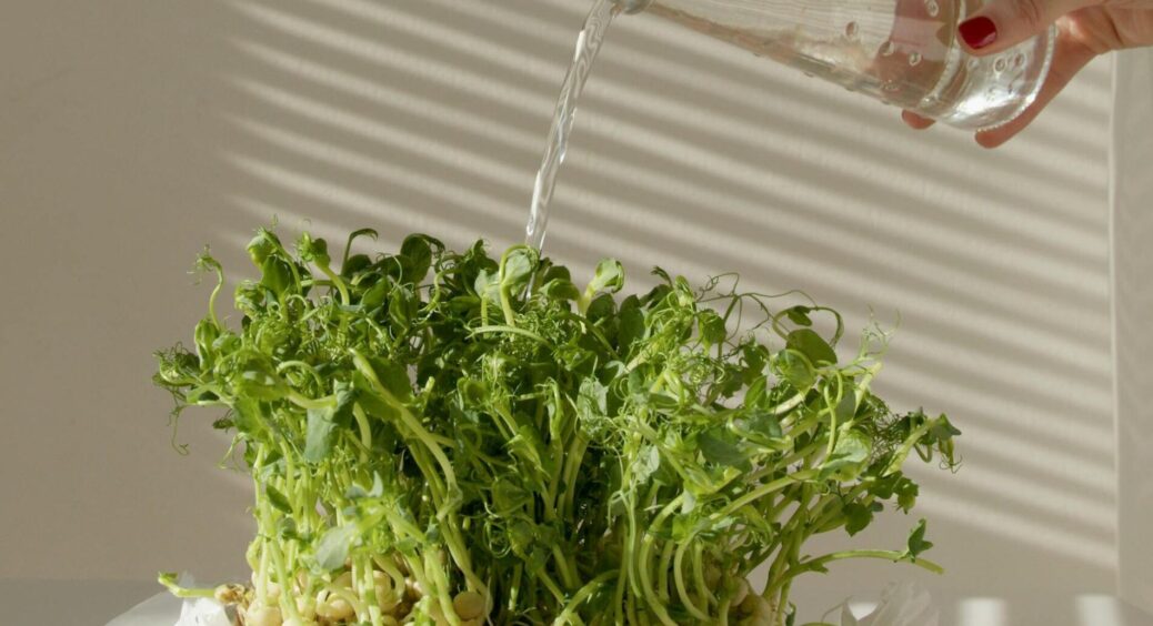 Я не вірила, але 1 разу вистачило: шипучка з секретною шкаралупою перетворила розсаду на зелених моцаків 