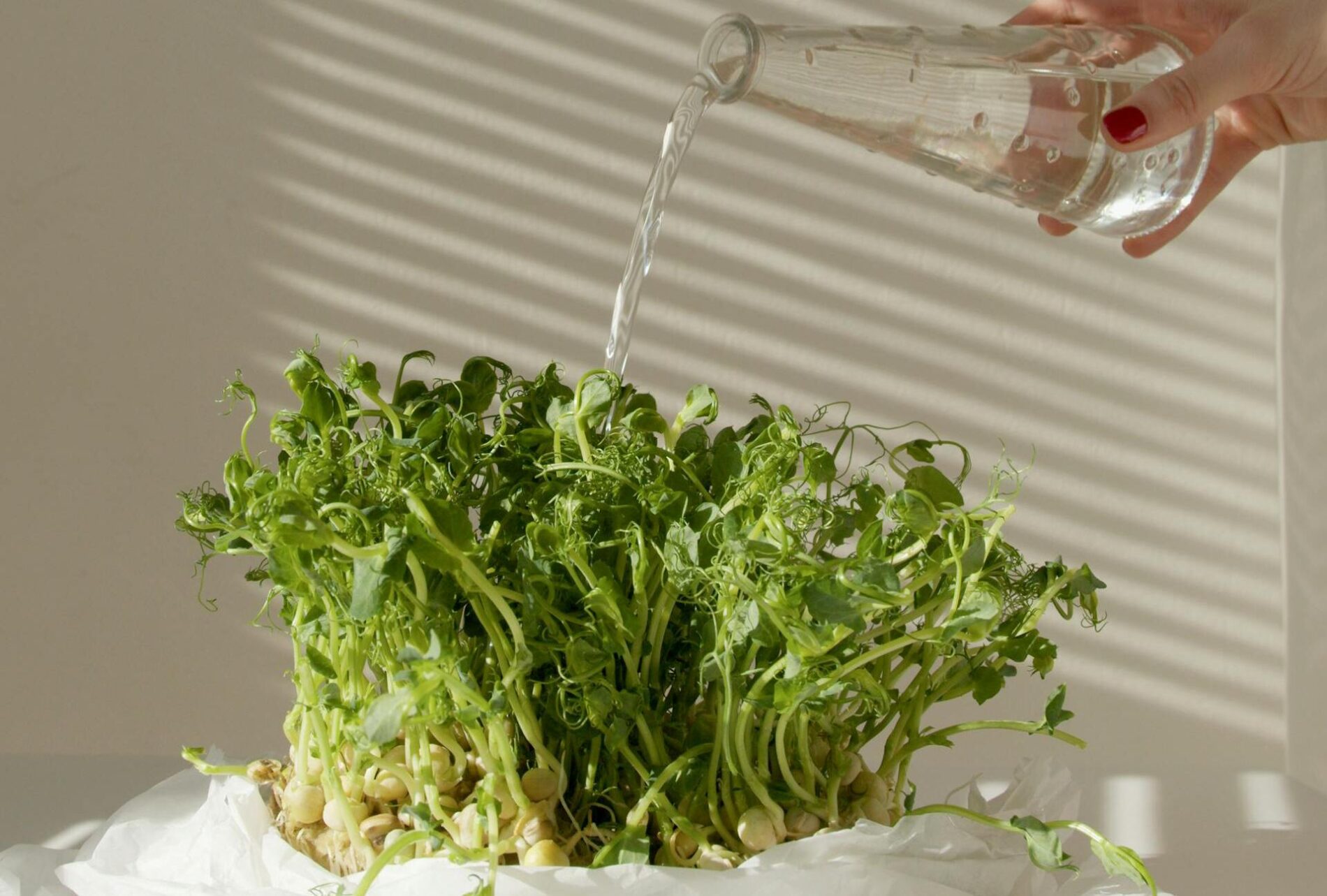 Городники розповіли, як правильно використовувати яєчну шкаралупу для підживлення