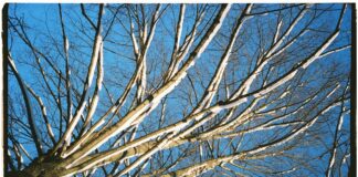 Городники порадили, як скоригувати весняне підживлення після морозів