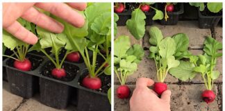 Городники розповіли, які гібриди редису варто вирощувати у касетах