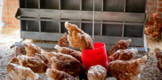 Експерти розповіли, з чого приготувати вітамінний еліксир для курей