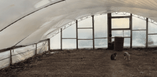 Господарі розповіли, чим відмити плівку у теплиці після зими