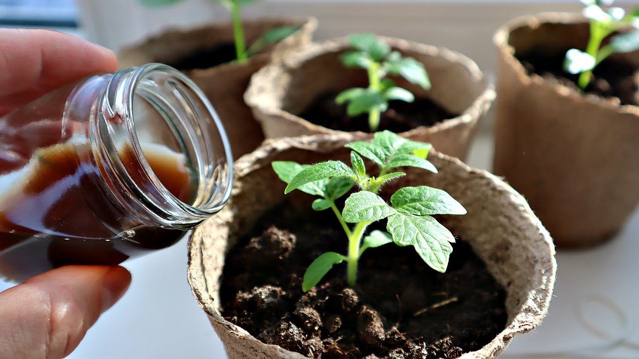 Експерти порадили ефективний полив для розсади томатів від витягування – правильний догляд