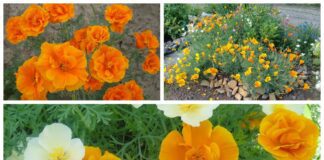 Яку однорічну квітку посадити у саду