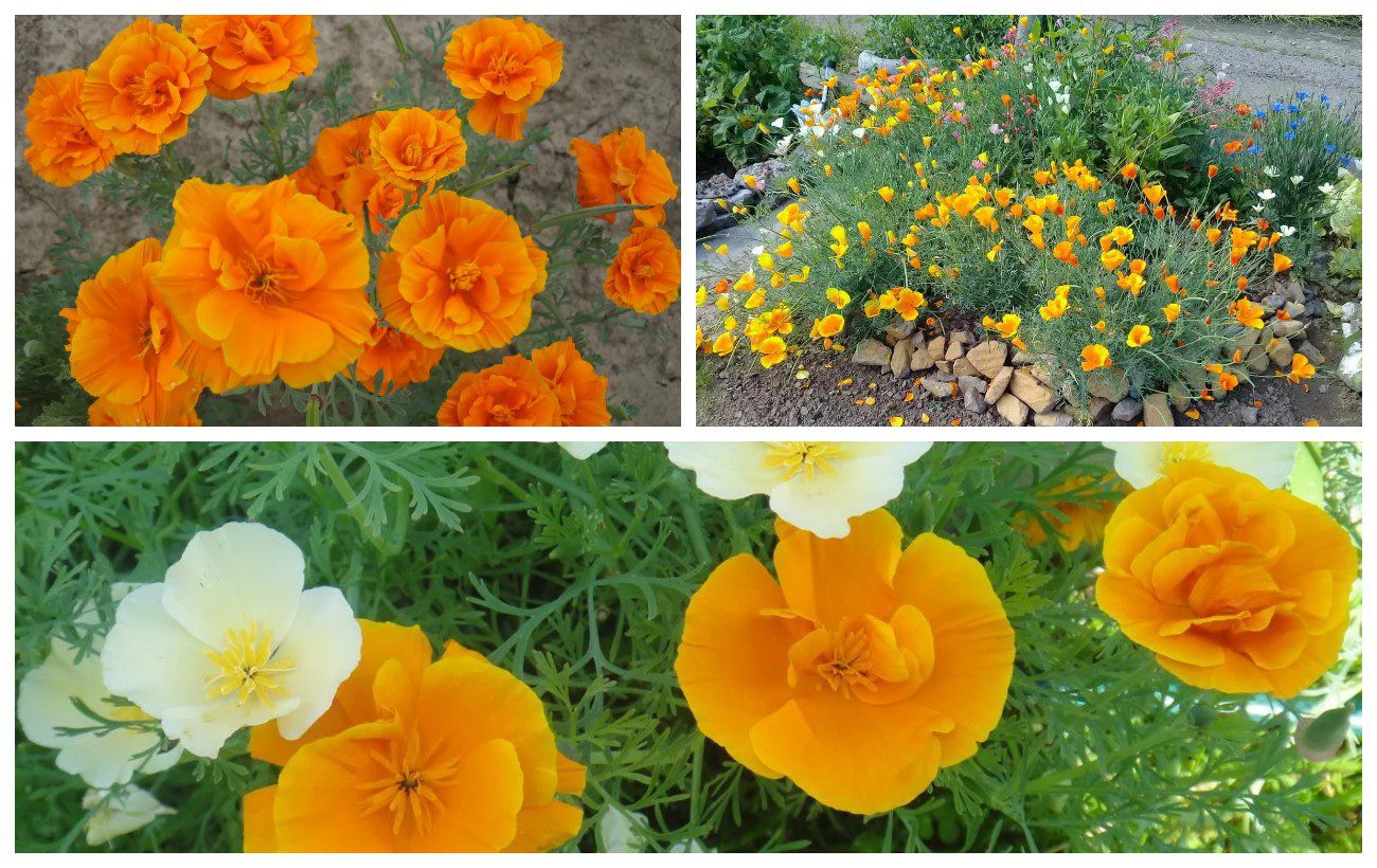 Яку однорічну квітку посадити у саду