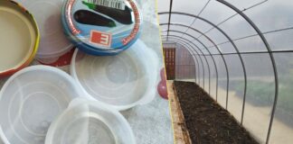 Як використовувати старі кришки від банок в теплиці