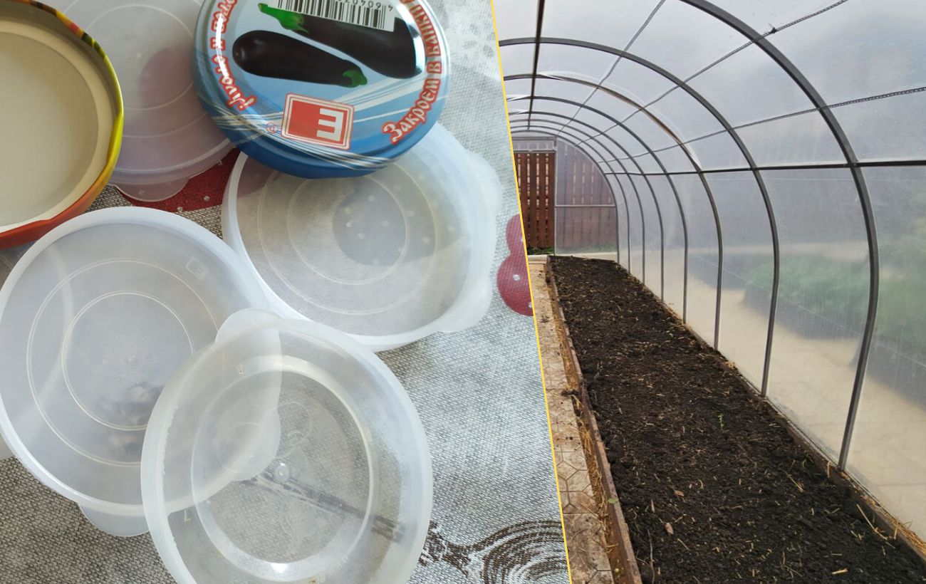 Як використовувати старі кришки від банок в теплиці